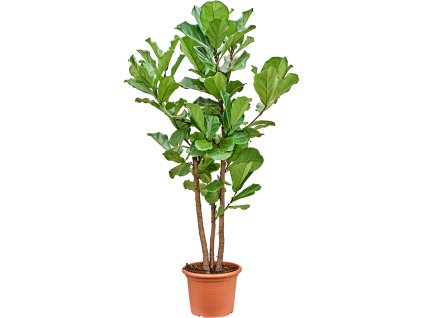 Ficus lyrata V180cm