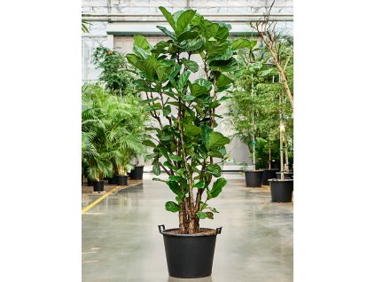 Ficus lyrata (180-200) V220cm