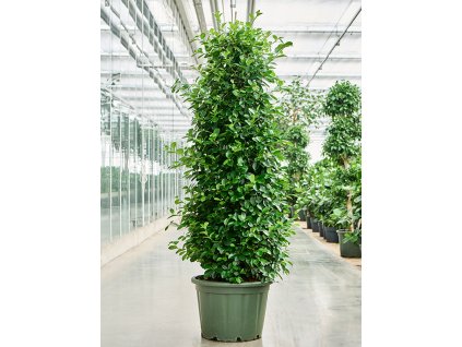 Ficus microcarpa 'Moclame' V200cm