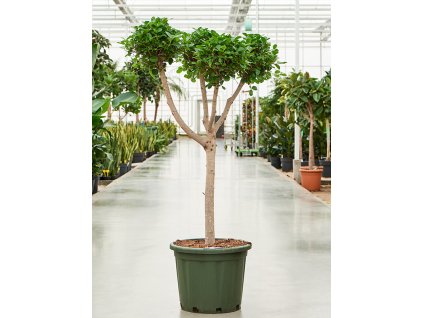 Ficus microcarpa 'Moclame' V140cm