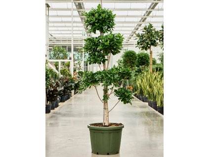 Ficus microcarpa 'Moclame' V200cm