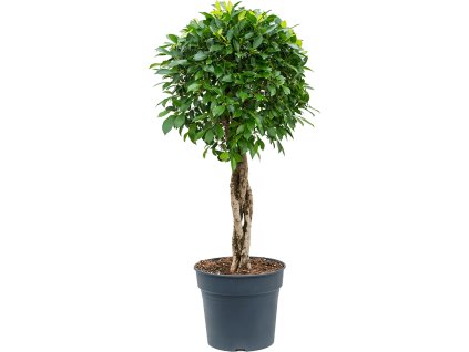 Ficus microcarpa ‘Nitida’ V135cm