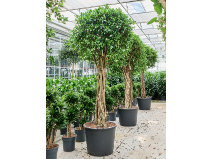 Ficus microcarpa 'Nitida' V250cm
