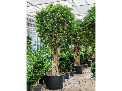 Ficus microcarpa 'Nitida' V300cm