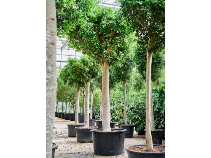 Ficus microcarpa 'Nitida' V450cm