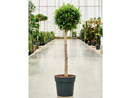 Ficus microcarpa ‘Nitida’ V135cm