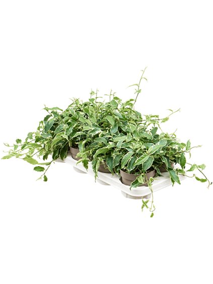 Ficus radicans 'White' 6/tray R12cm V20cm