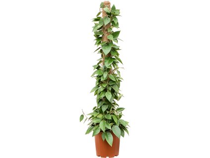 Hoya parasitica 'Black Edge' V100cm