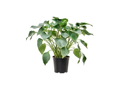 Homalomena 'Emerald Gem' V80cm