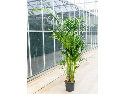 Kentia (Howea) forsteriana V240cm