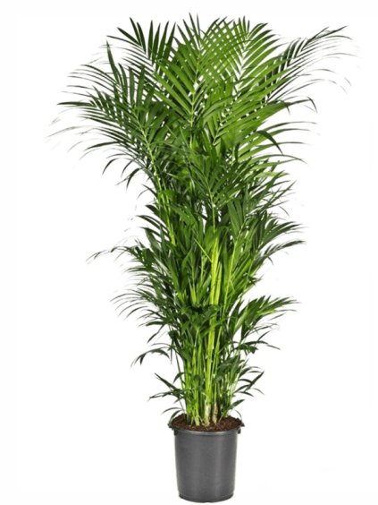 Kentia (Howea) forsteriana V250cm