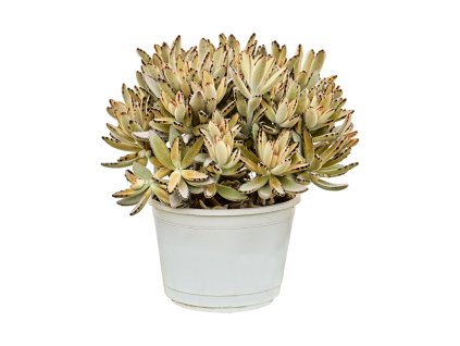 Kalanchoe tomentosa V25cm