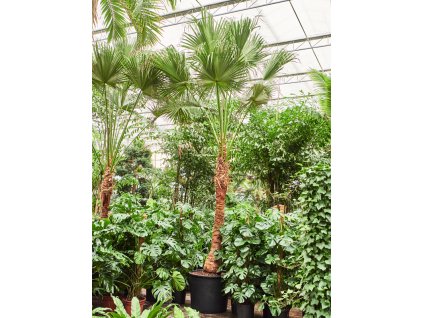 Livistona chinensis V575cm