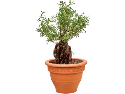 Mestoklema tuberosum V60cm