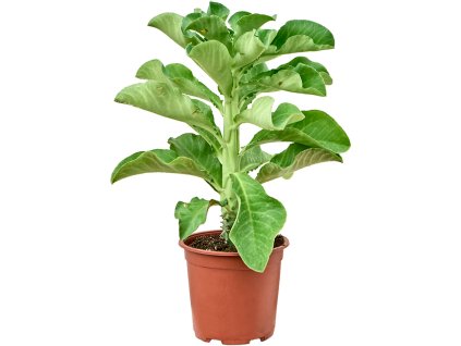 Monadenium arborescens V40cm