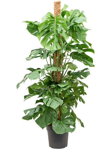 Monstera deliciosa V130cm