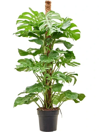 Monstera deliciosa R27cm V140cm