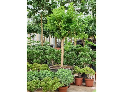 Murraya paniculata (170-200) V185cm