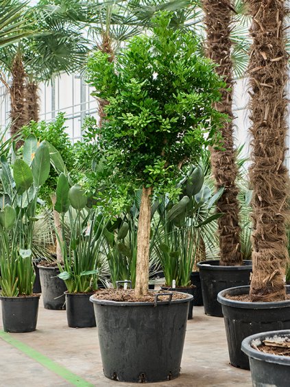 Murraya paniculata (180-220) V200cm