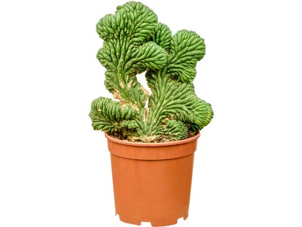 Myrtillocactus geometrizans 'Cristata Strictus' V40cm