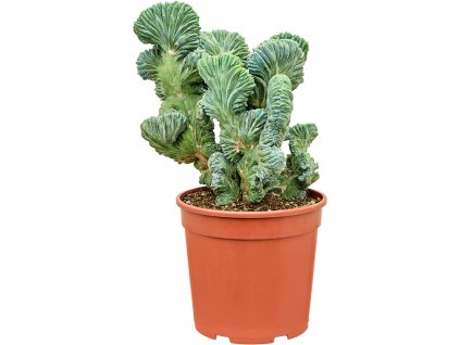 Myrtillocactus geometrizans 'Cristata Strictus' V60cm