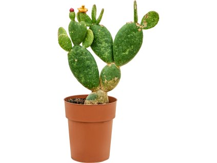 Opuntia inamoena V50cm