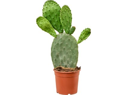 Opuntia indica V70cm