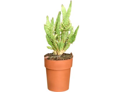 Opuntia monacantha V35cm