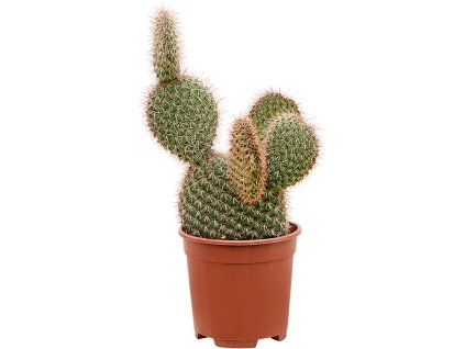 Opuntia pycnantha V40cm