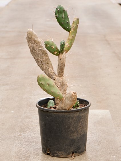 Opuntia Quimilo V80cm