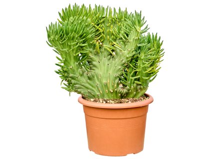 Opuntia subulata 'Cristata' V45cm