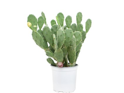 Opuntia vulgaris V55cm