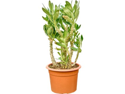 Pachypodium densiflorum V55cm