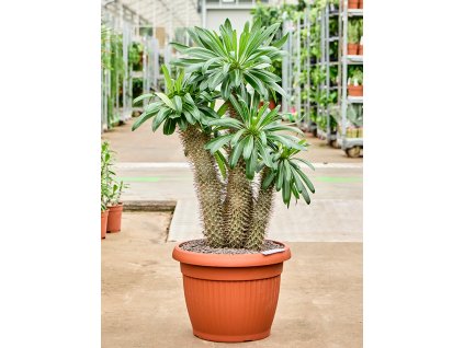 Pachypodium lamerei V110cm