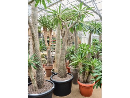 Pachypodium lamerei V190cm