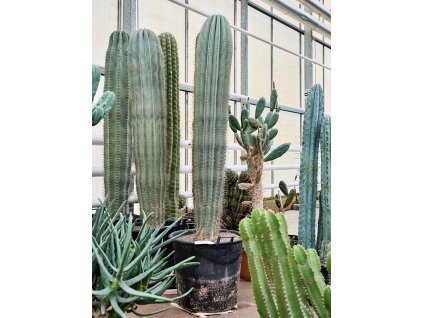 Pachycereus pringlei (200-220) V210cm