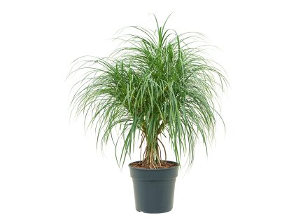 Pandanus stellatus V110cm