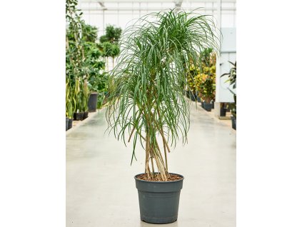 Pandanus stellatus V130cm