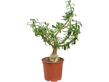 Euphorbia stellata V60cm