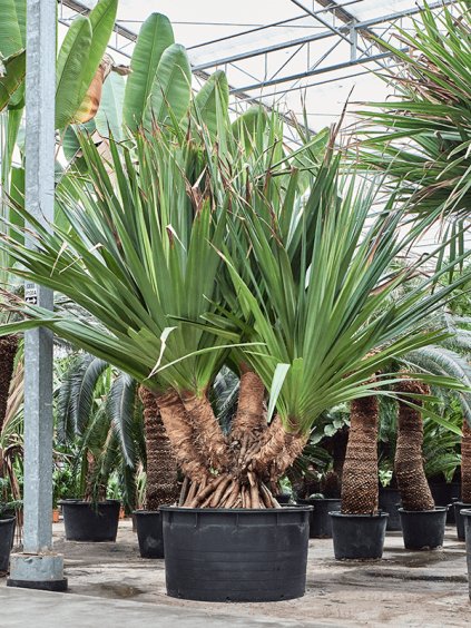 Pandanus utilis (300-400) V350cm