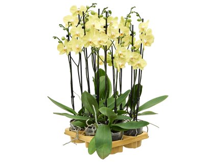 Phalaenopsis 'Yara' 6/tray V65cm