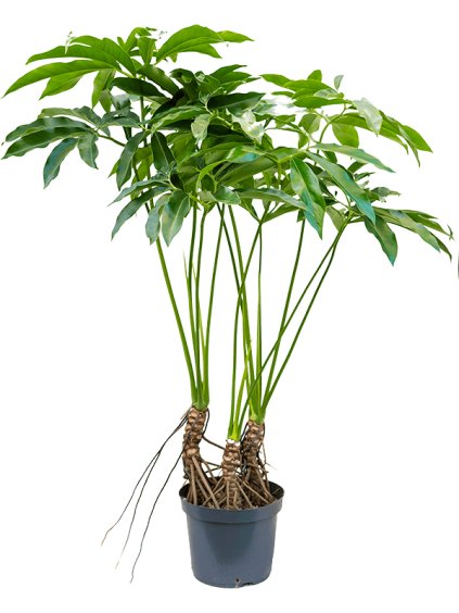 Philodendron 'Fun bun' V130cm