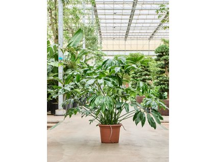 Philodendron 'Green Wonder' V150cm