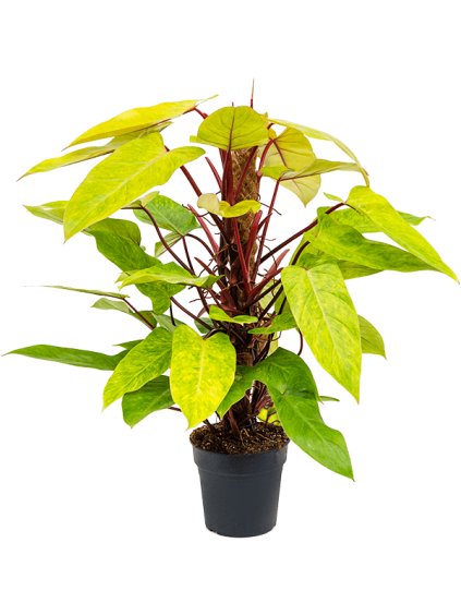 Philodendron 'Painted Lady' V80cm