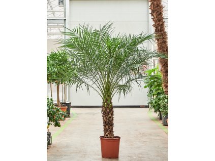 Phoenix roebelenii V170cm