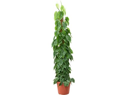 Philodendron scandens V180cm