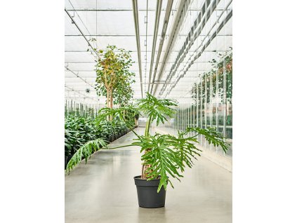 Philodendron selloum V100cm