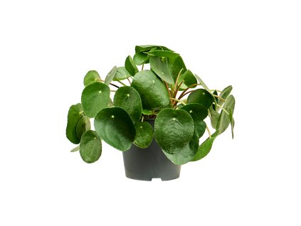Pilea peperomioides 3/tray V35cm