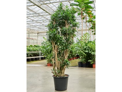 Pleomele (Dracaena) reflexa V210cm