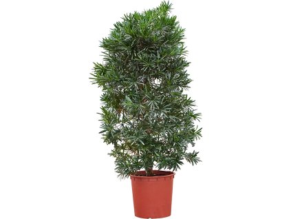 Podocarpus macrophyllus V150cm